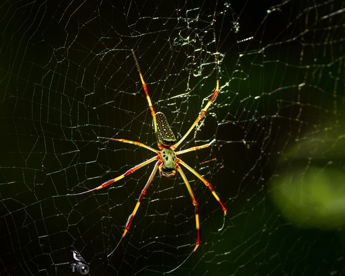 Golden Silk Spider