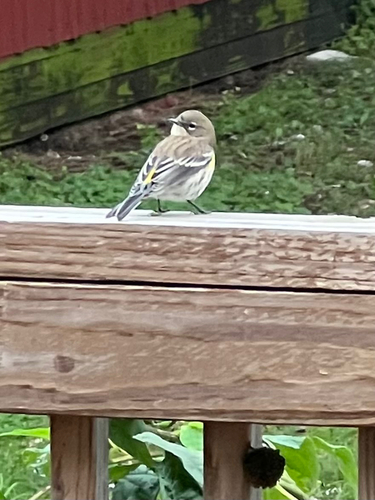 Yellow-rumped Warbler