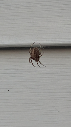 Spotted Orbweaver