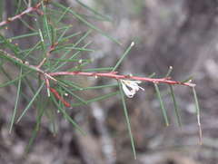 Hakea rostrata