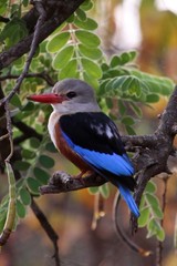 Halcyon leucocephala