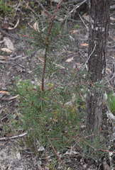 Hakea rostrata