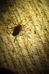 Erginulus subserialis