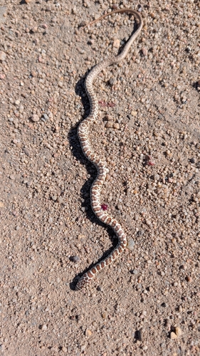North American Racer