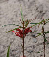 Grevillea dimorpha