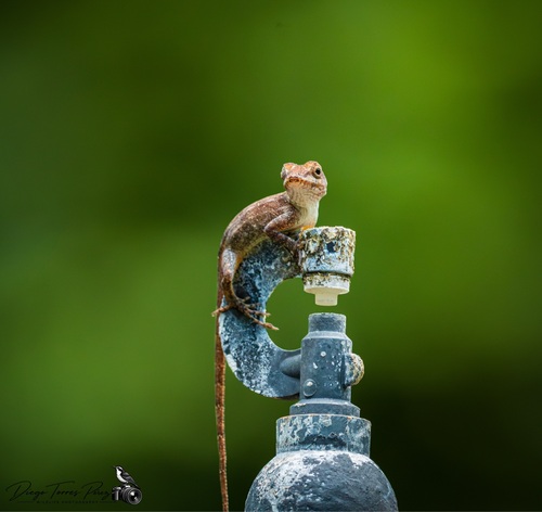 Crested Anole