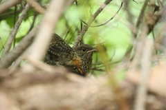 Phoenicurus auroreus