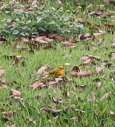 Saffron Finch
