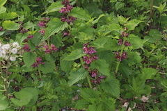 Lamium orvala
