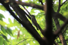 Muscicapa griseisticta