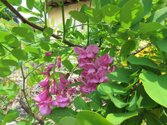 Robinia