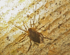 Erginulus subserialis