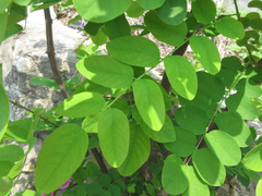 Robinia