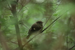 Phoenicurus auroreus