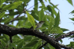 Phylloscopus borealis
