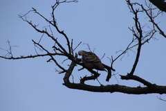 Streptopelia orientalis