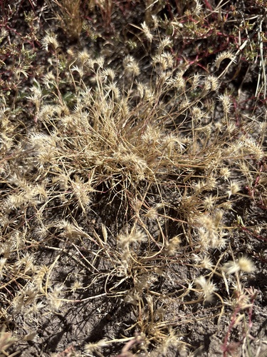 Matted Grama