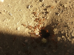 Pogonomyrmex