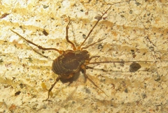 Erginulus subserialis