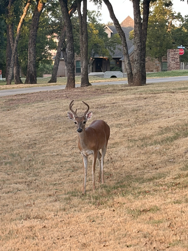 White-tailed Deer