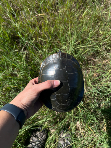 Western Painted Turtle