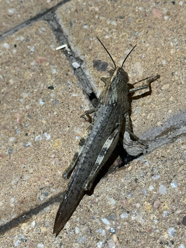 Egyptian Bird Grasshopper