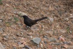 Cercotrichas podobe