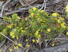 Hibbertia prostrata