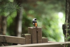 Phoenicurus auroreus