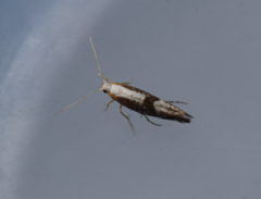 Argyresthia spinosella