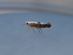 Argyresthia spinosella