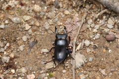 Dorcus rectus