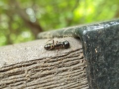Camponotus quadrinotatus