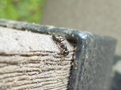 Camponotus quadrinotatus