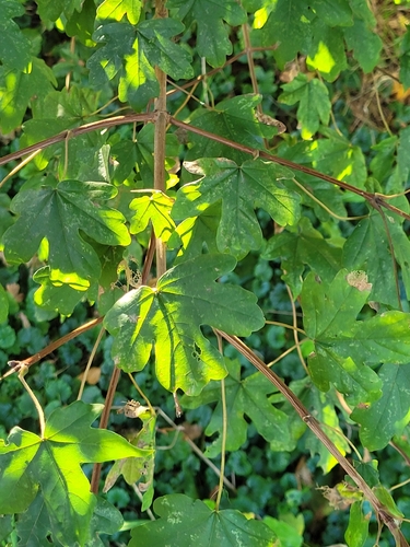 field maple