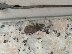 Hygia lativentris