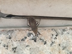 Hygia lativentris