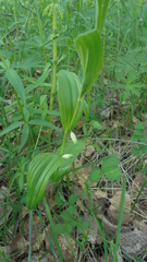 Polygonatum humile