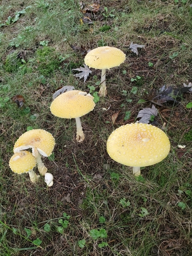 American Yellow Fly Agaric