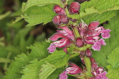 Lamium orvala