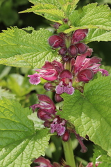 Lamium orvala