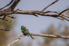 Merops cyanophrys