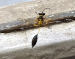 Sceliphron madraspatanum