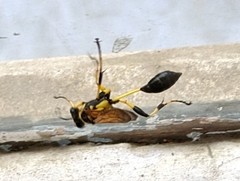 Sceliphron madraspatanum