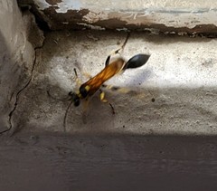 Sceliphron madraspatanum