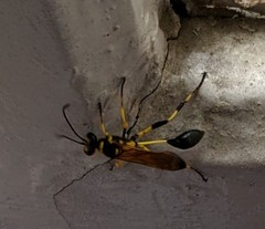 Sceliphron madraspatanum