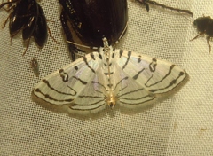 Conchylodes concinnalis