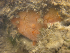 Timea aurantiaca