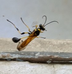 Sceliphron madraspatanum