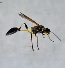 Sceliphron madraspatanum